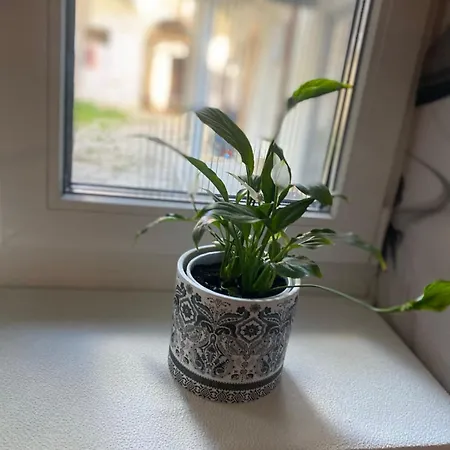 Apartman Marigold Centar Ns